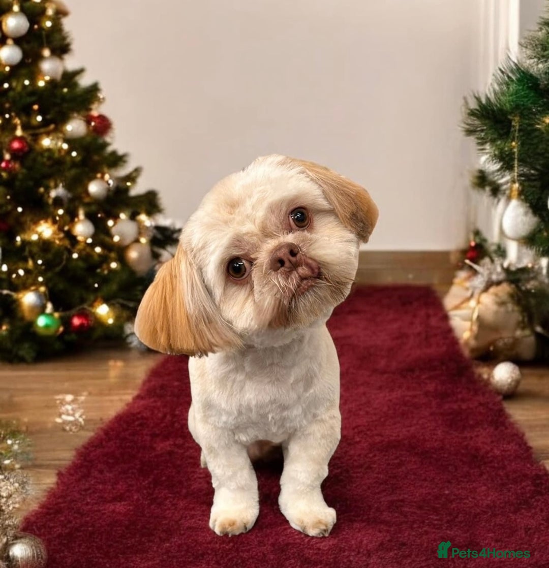 Shih Tzu dogs for stud: Shih Tzu for stud - Image 6