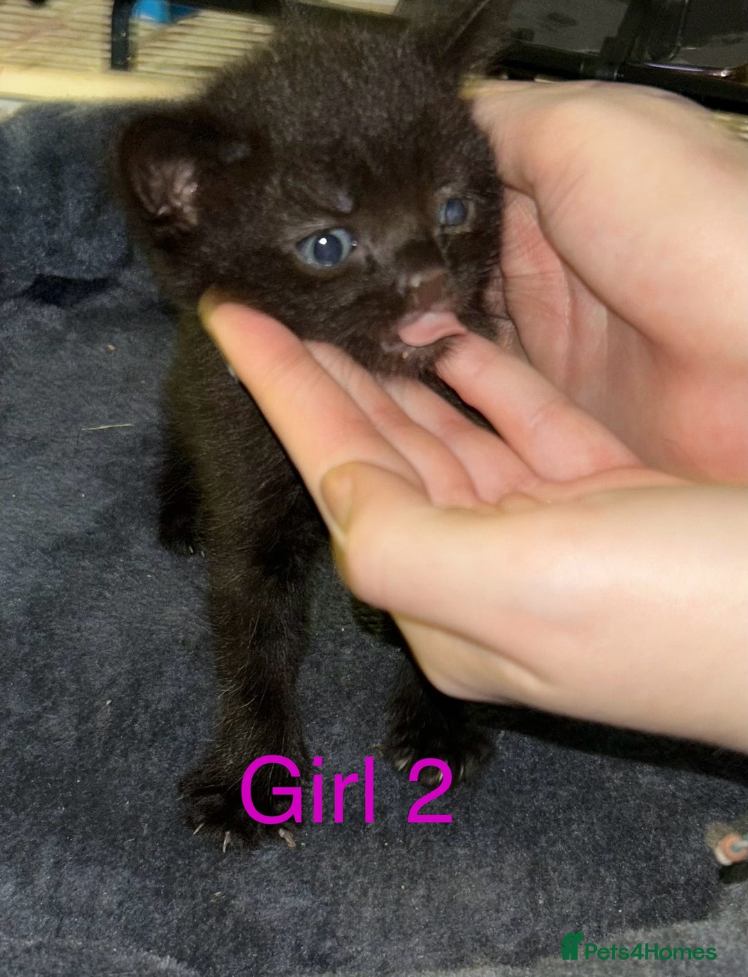 British Shorthair cats for sale: 3 beautiful kittens for sale - Image 2