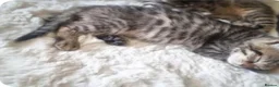 Maine Coon cats for sale: Mainecoon x bengal kittens READY NOW  - Advert 6