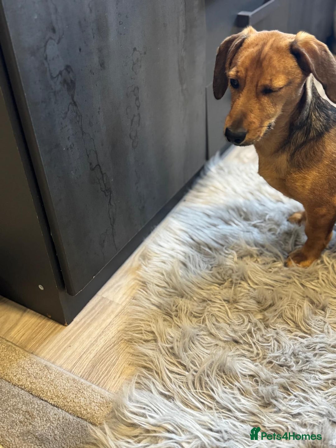 Mixed Breed dogs for adoption: Cutie pie Alex ready for his home - Advert 17