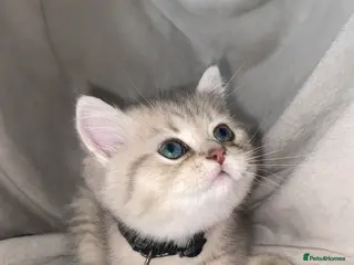 British Shorthair cats British shorthair kittens - Advert 1