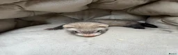 Ferret rodents for sale: Ferret kit for sale  - Advert 2