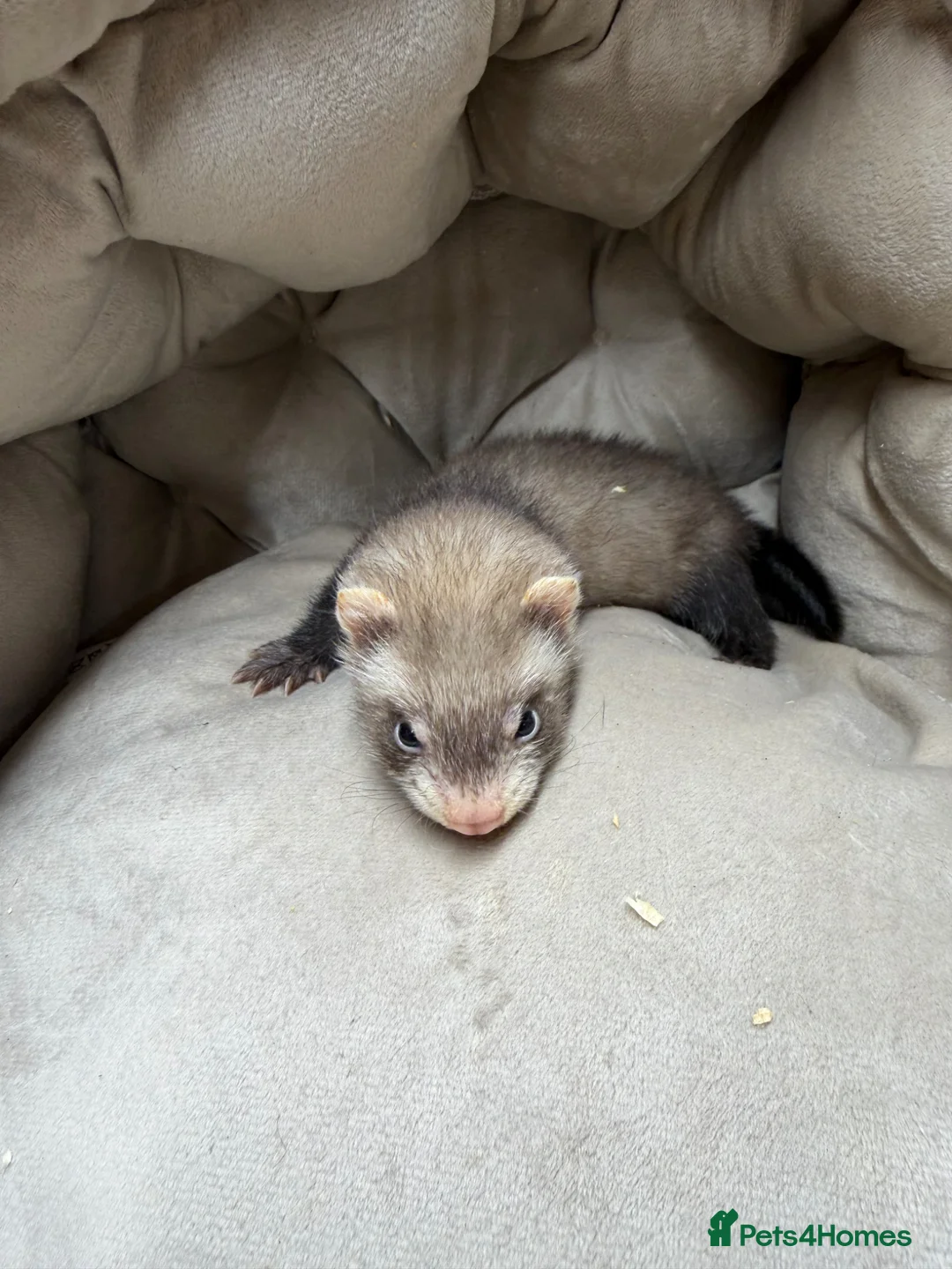 Ferret rodents for sale: Ferret kit for sale  - Advert 2