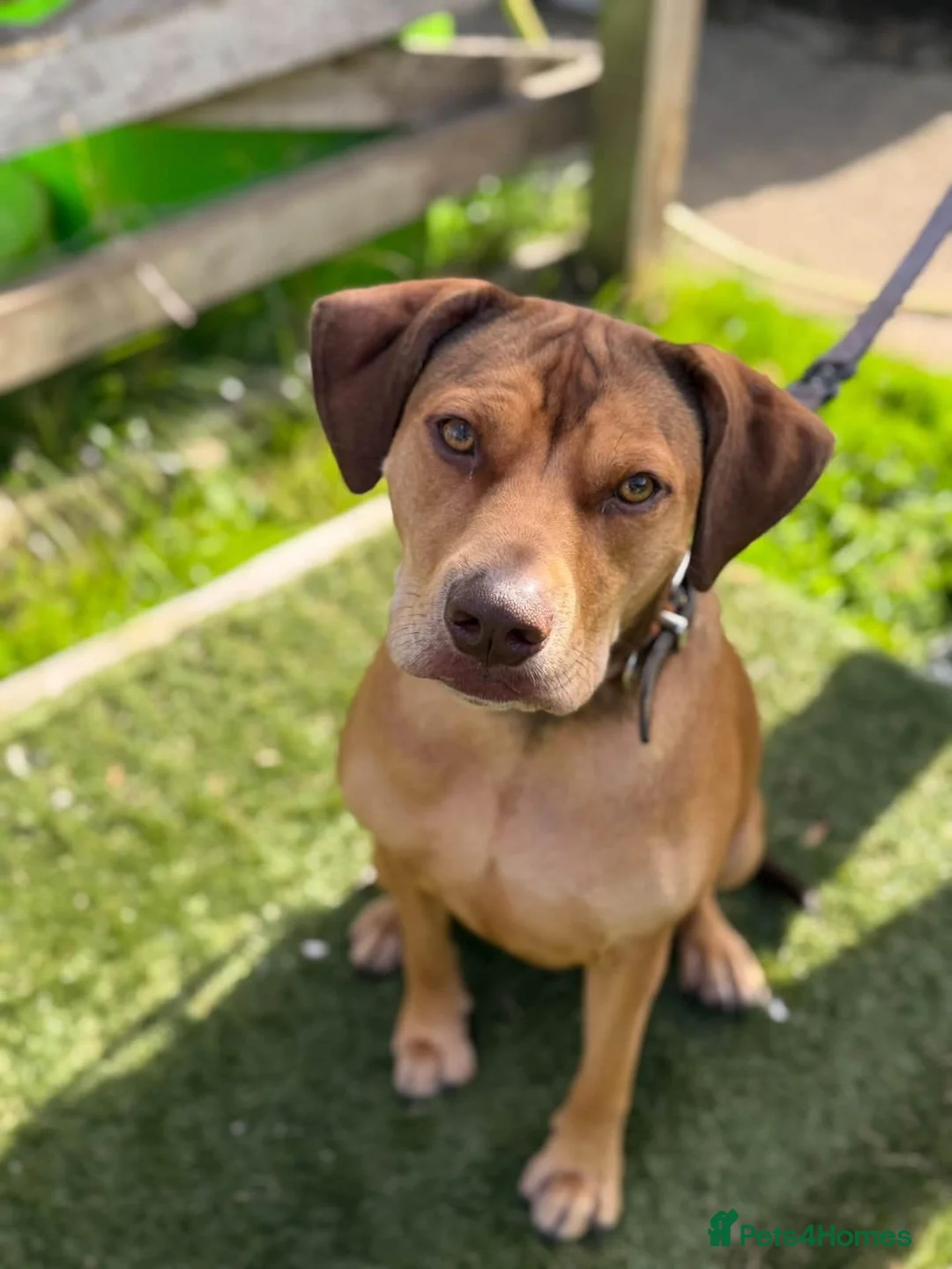 Staffordshire Bull Terrier dogs for adoption: Mascara - Advert 1