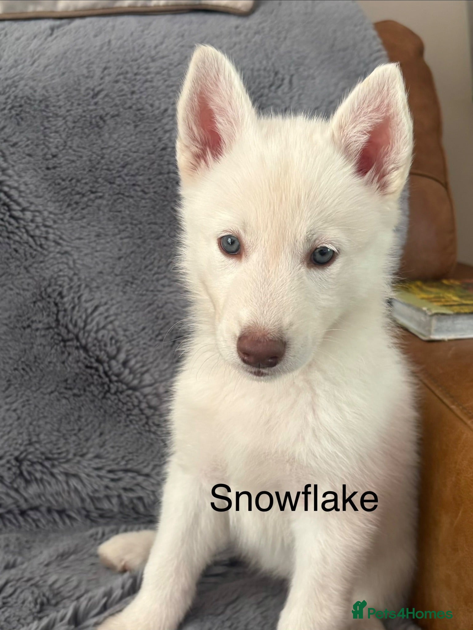 Utonagan dogs Utonagan, Husky-Hybrid puppies for sale  - Advert 6