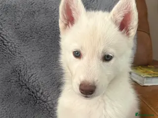 Utonagan dogs Utonagan, Husky-Hybrid puppies for sale - Advert 1