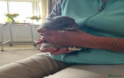 Netherland Dwarf rabbits for sale: Lilac Otter buck for sale  - Image 1