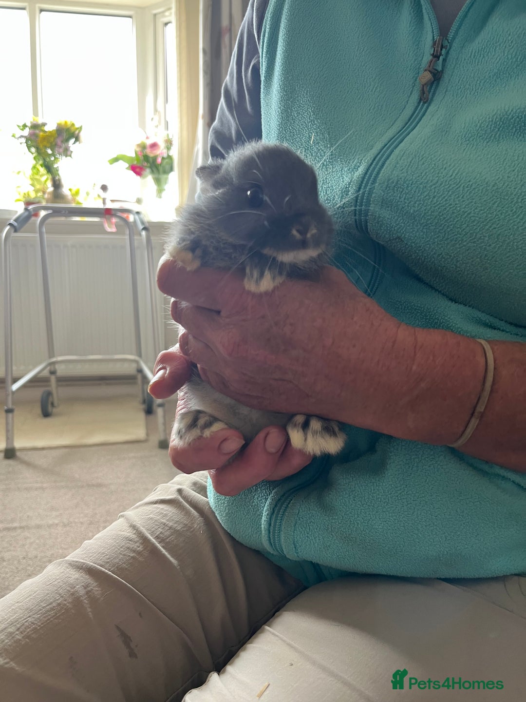 Netherland Dwarf rabbits for sale: Lilac Otter buck for sale  - Image 1