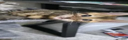 Bengal cats for sale: Female kitten - Advert 6