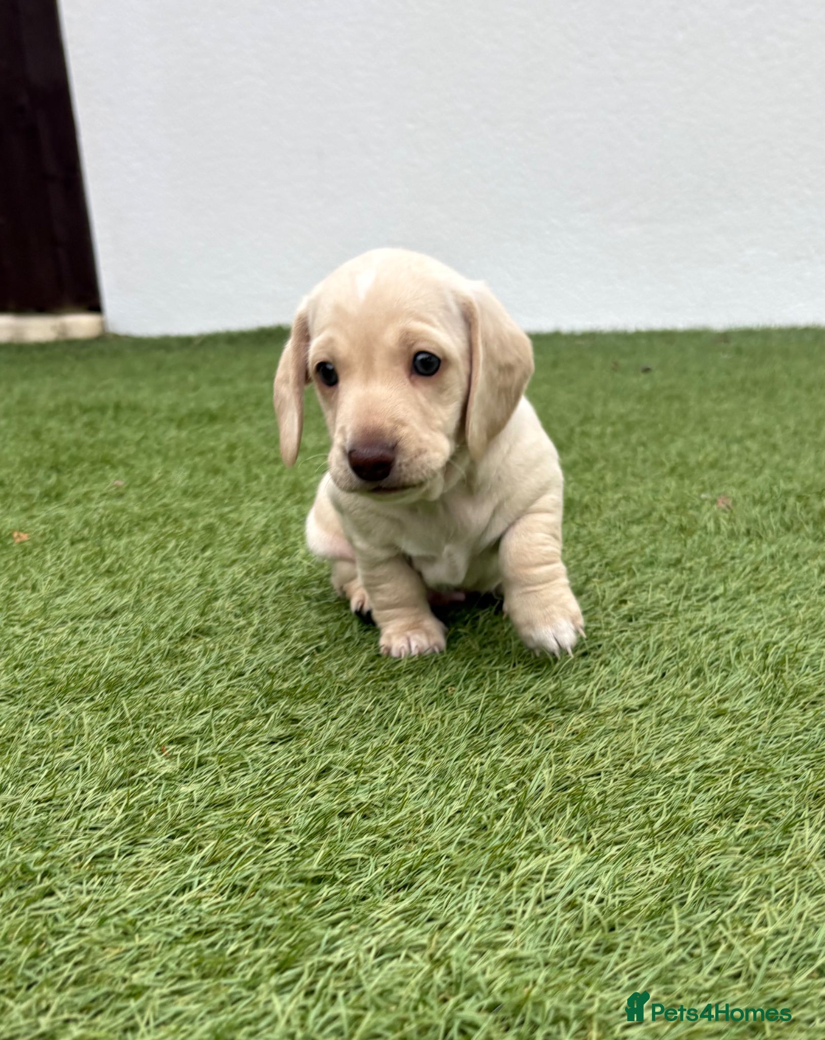 Miniature Dachshund dogs Stunning cream mini dachshunds  - Advert 2