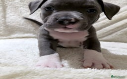 American Bully dogs for sale: Abkc Pocket Bully X Abkc classic Bully puppies - Image 36
