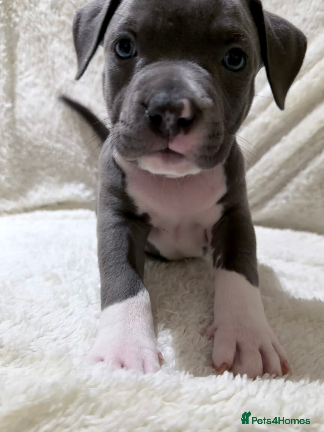 American Bully dogs for sale: Abkc Pocket Bully X Abkc classic Bully puppies - Image 36