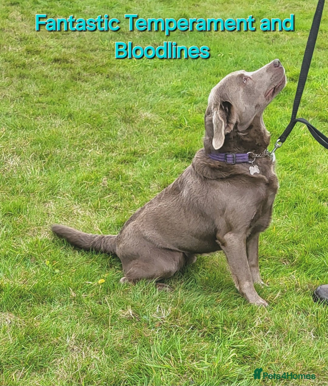Labrador Retriever dogs for sale: Beautiful Chocolate Labrador Puppies. - Image 17