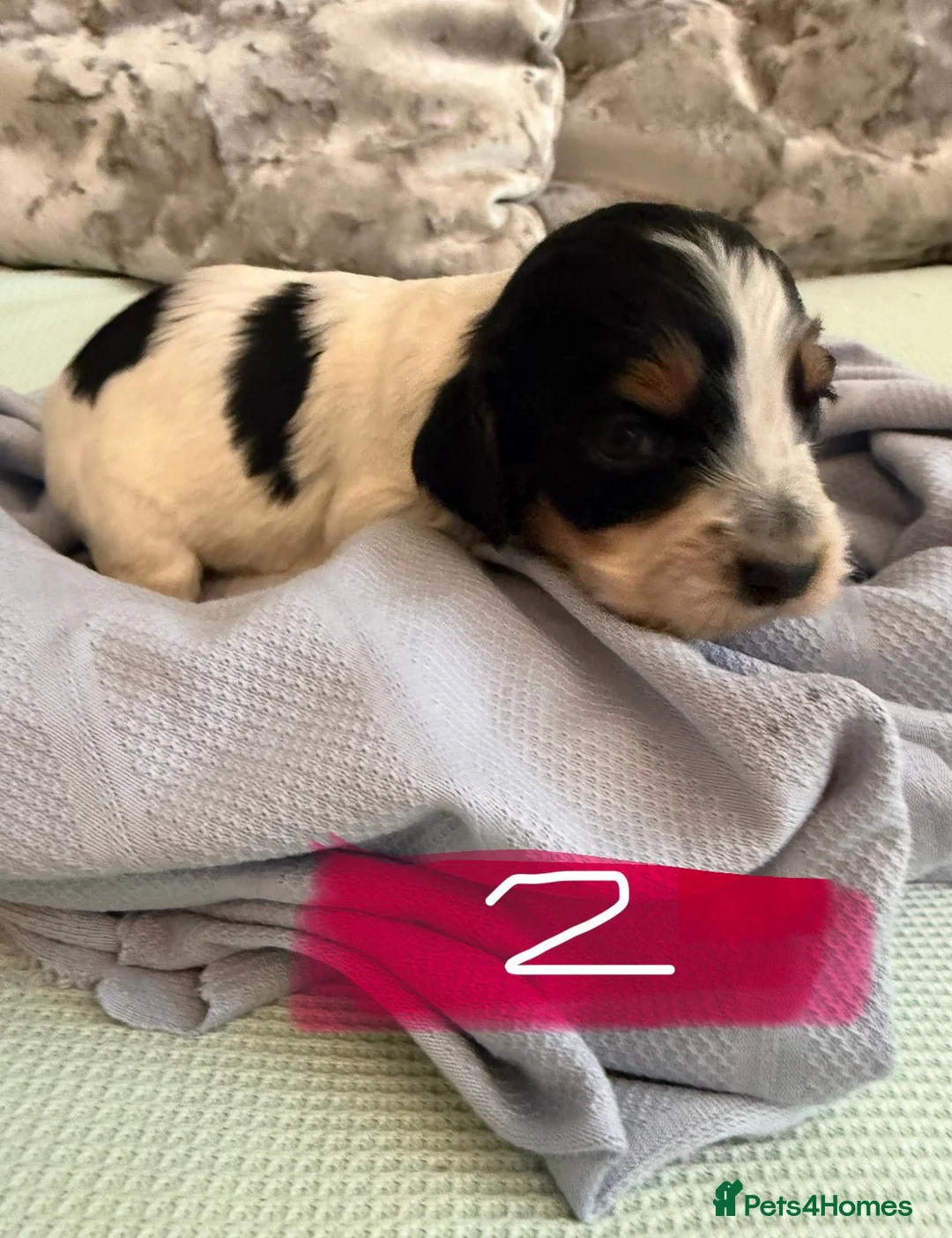 Cocker Spaniel dogs for sale: 8 cocker spaniel pups - Advert 2