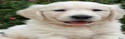 Golden Retriever dogs for sale: Beautiful KC Registered Golden Retriever Puppies in Wisbech - Advert 3