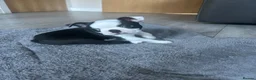 Boston Terrier dogs for sale: Beautiful Boston Terriers  in Camborne - Advert 12