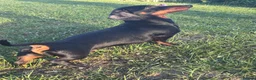 Miniature Dachshund dogs for stud: RIO — Proven Miniature Smooth Haired Dach Stud - Advert 6