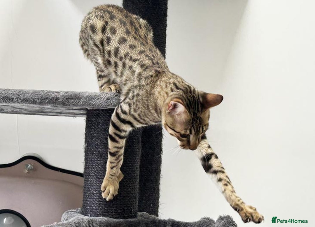 Savannah cats for sale: Three beautiful F5 SBT Savannah sisters - Advert 3