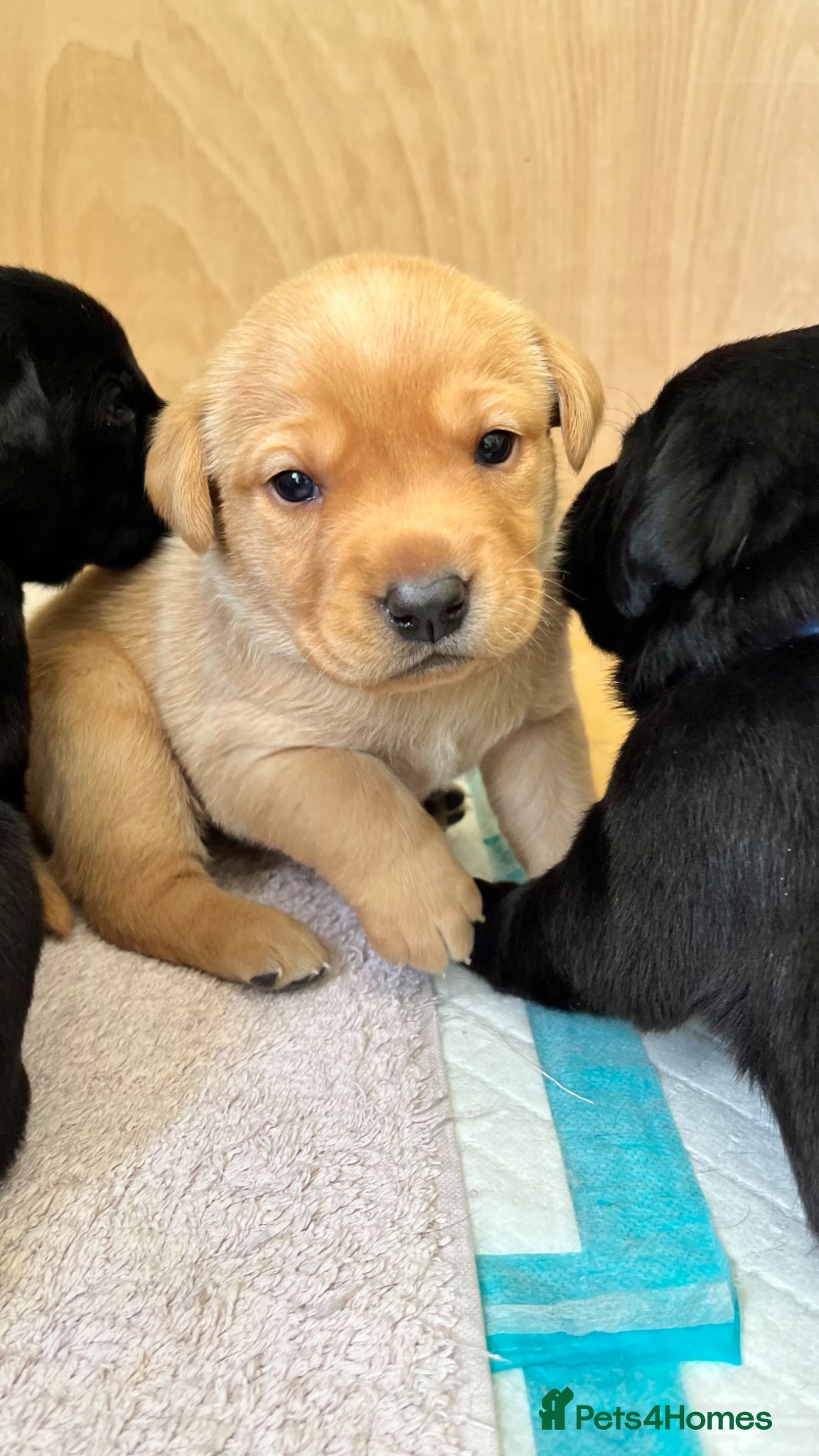Labrador Retriever dogs Labrador puppies - Advert 1