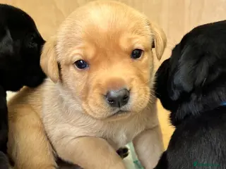Labrador Retriever dogs Labrador puppies - Advert 1