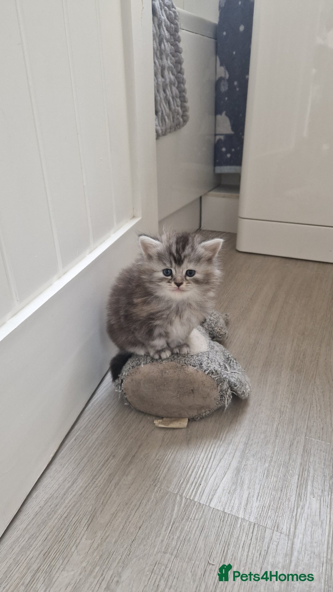 Maine Coon cats for sale: Maine coon - Image 3