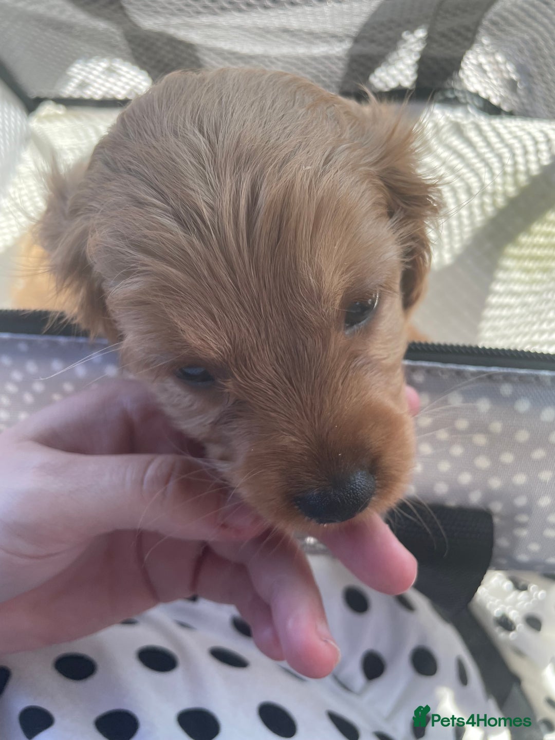Cockapoo dogs for sale: Cockapoo F2 puppy - Image 4