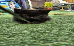 British Shorthair cats for sale: Stunning Pedigree British Shorthair Kittens in Portsmouth - Image 13