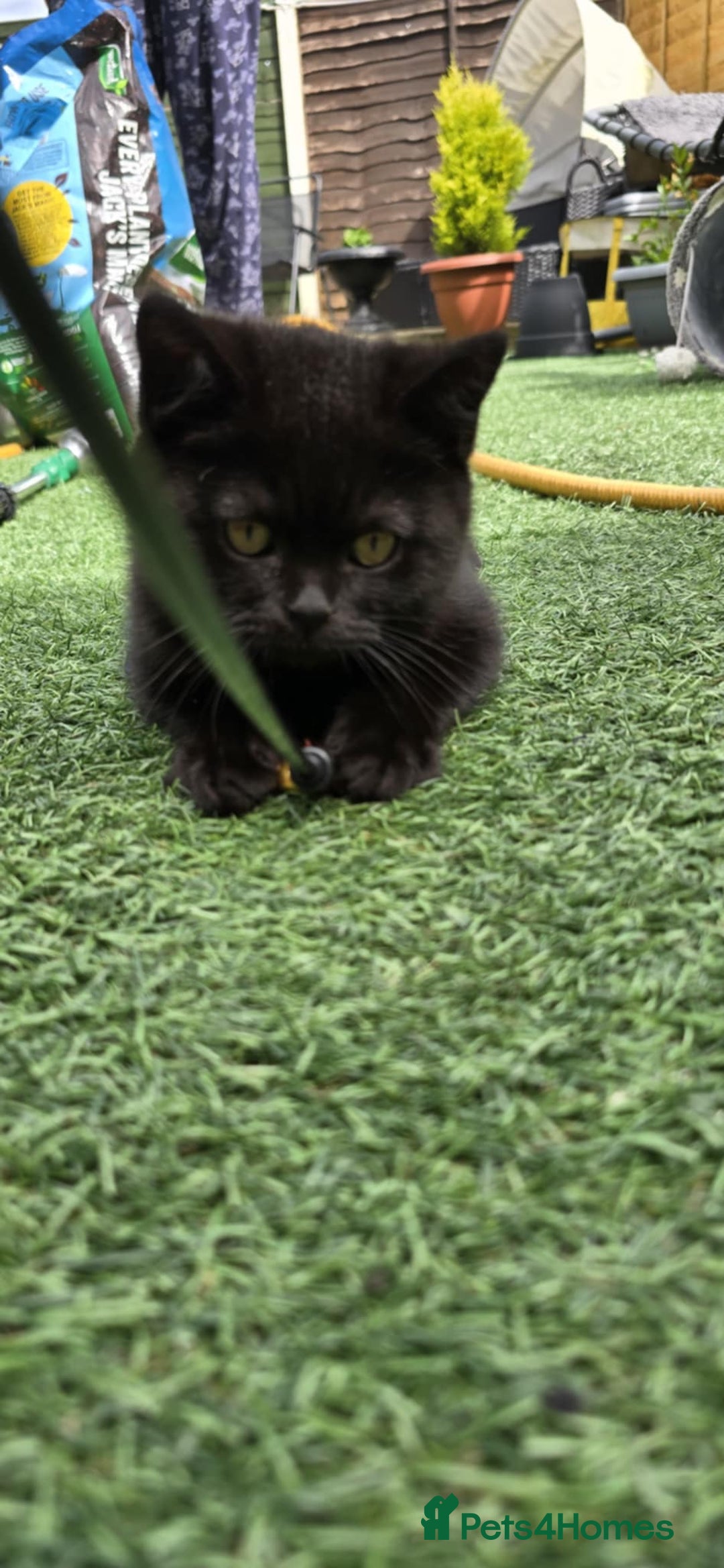 British Shorthair cats for sale: Stunning Pedigree British Shorthair Kittens in Portsmouth - Image 13