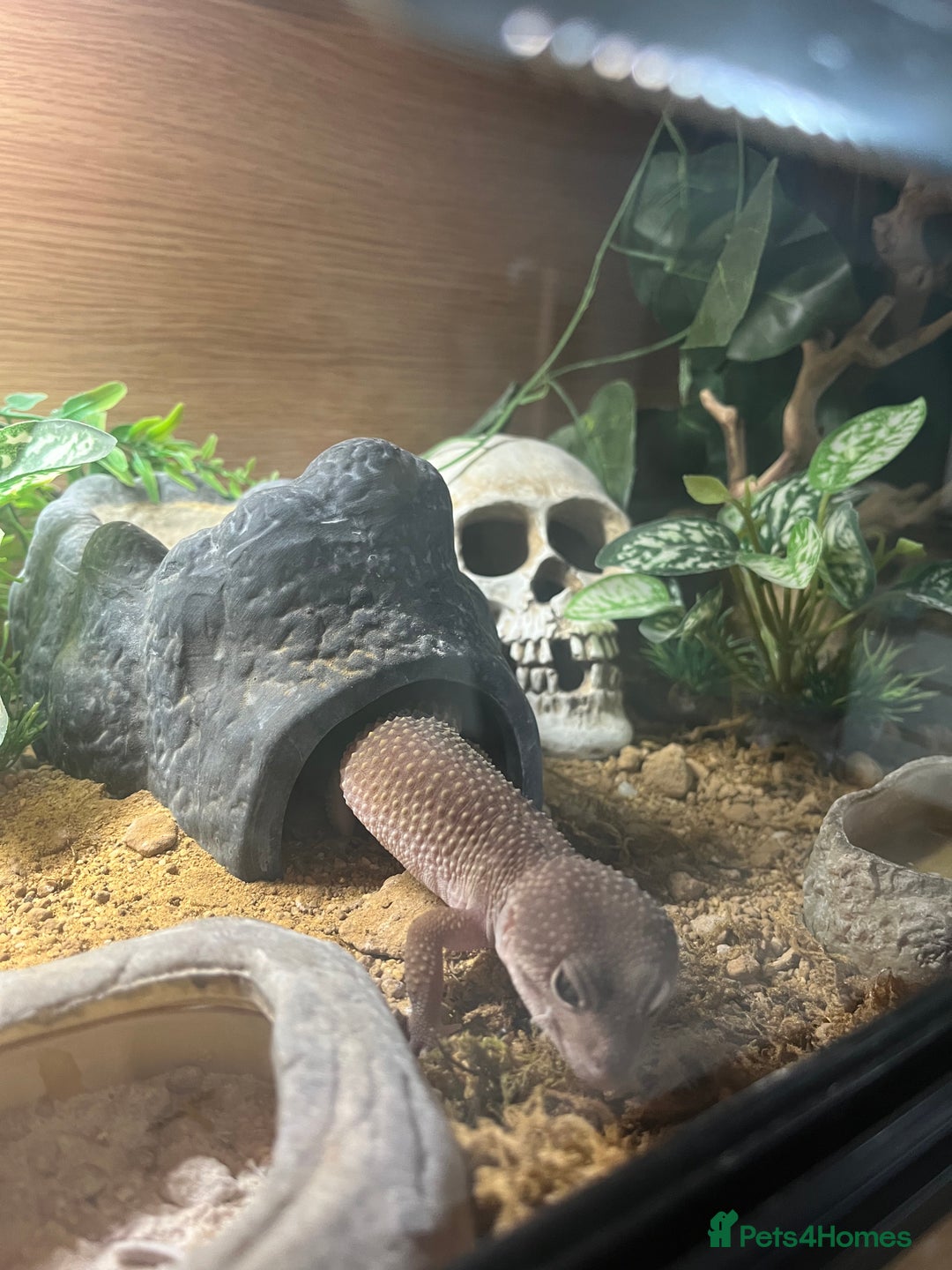 Leopard Gecko reptiles for sale: Echo the Gecko - Advert 8