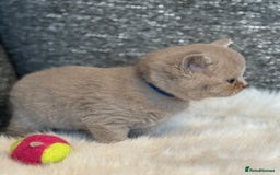 British Shorthair cats for sale: British Shorthair Kittens - Image 24