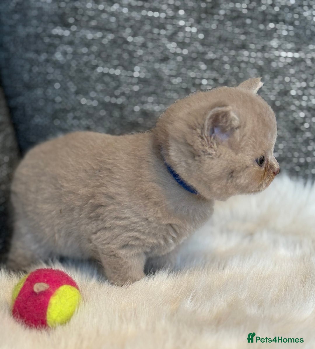 British Shorthair cats for sale: British Shorthair Kittens - Image 24