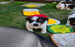 Jack Russell dogs for sale: Tricolour short legs Jack Russell  - Image 8