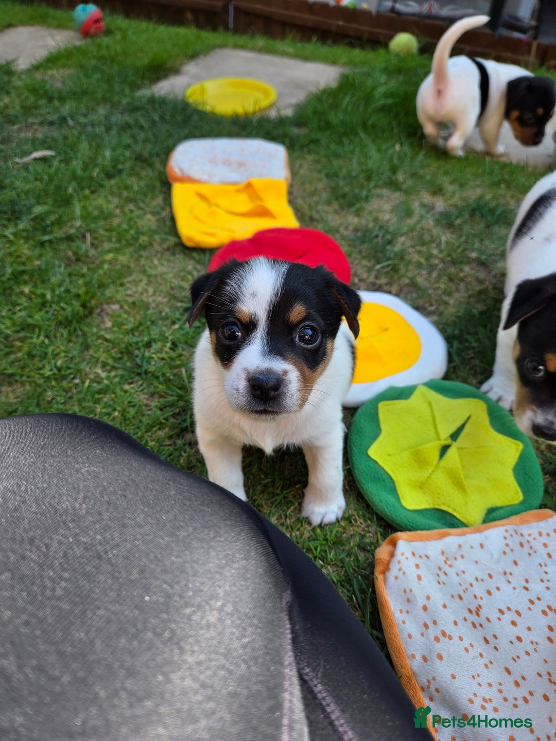 Jack Russell dogs for sale: Tricolour short legs Jack Russell  - Image 8