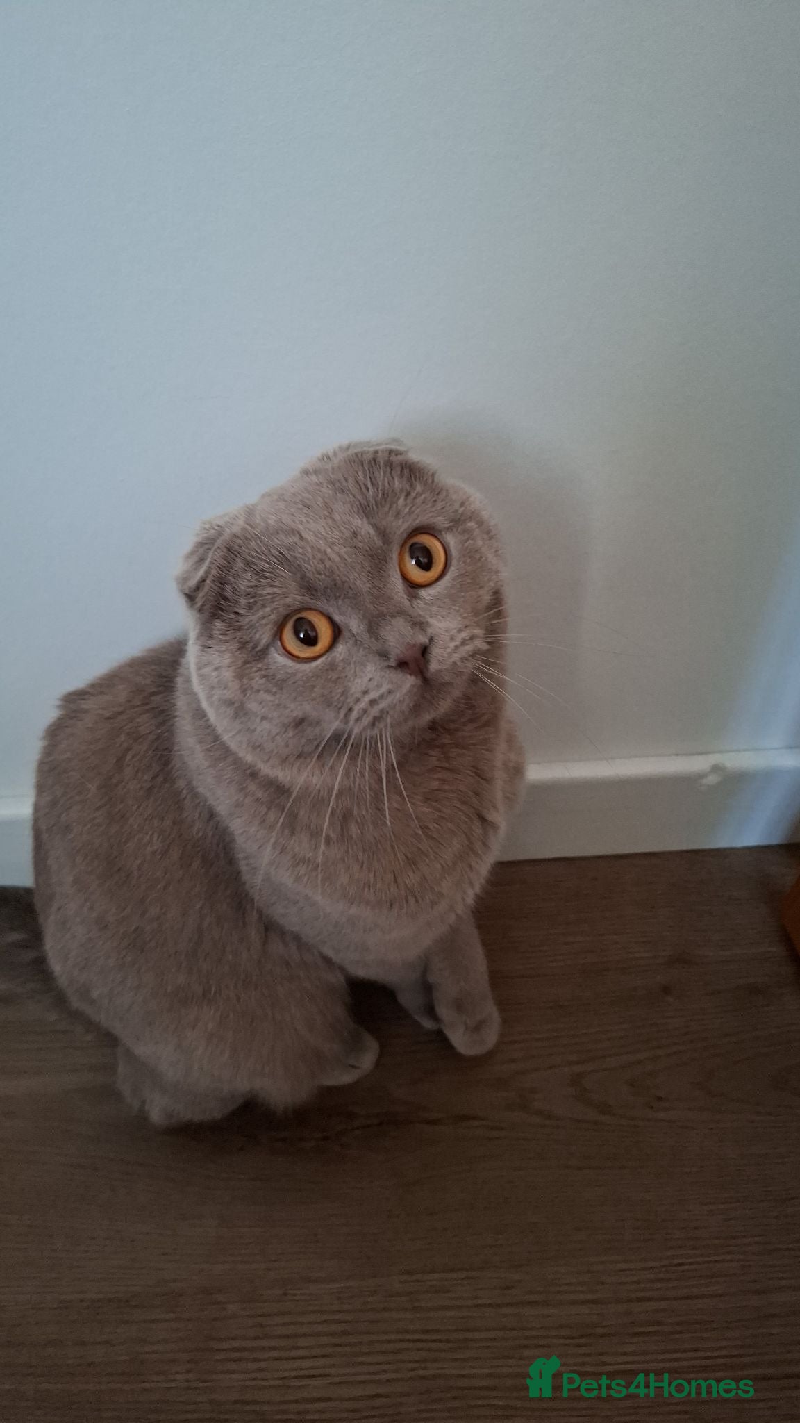 Scottish Fold cats Lovely Scottish fold male - Advert 1