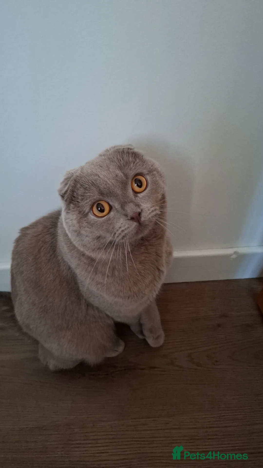 Scottish Fold cats for sale: Lovely Scottish fold male in Edinburgh - Advert 1