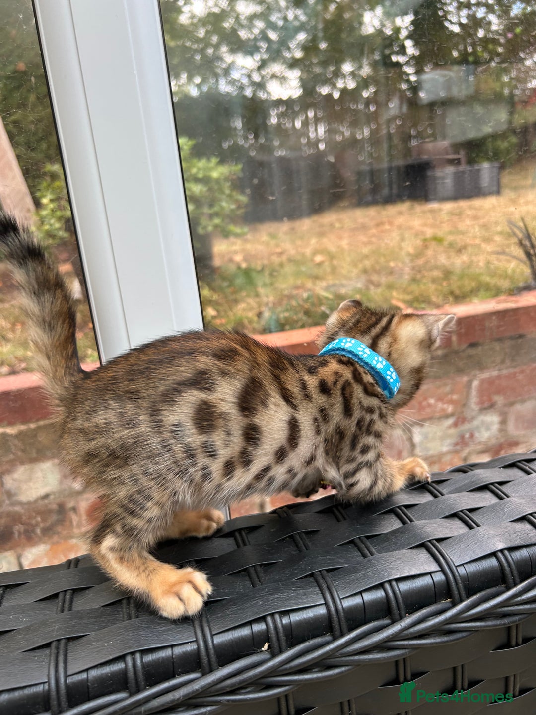Bengal cats for sale: Gorgeous Pure Bengal Kittens Ready To Go! ❤️ - Image 36