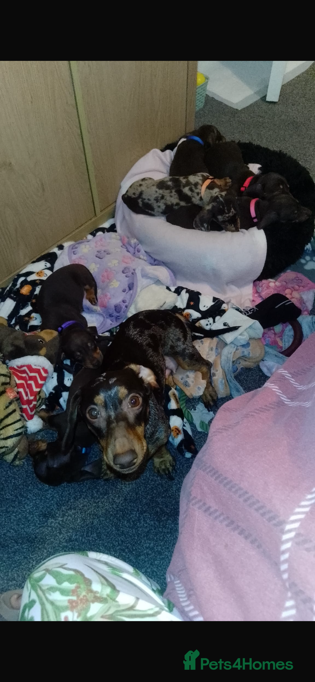 Dachshund dogs for sale: Beautiful Dachshunds for forever home  - Advert 2