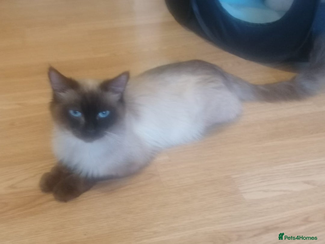 Ragdoll cats for sale: 6 years ago Ragdoll male cat available  - Advert 4