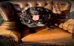 Cocker Spaniel dogs for stud: Blackmeadow Chancer FOR STUD (FTCH x FTCH) - Image 2