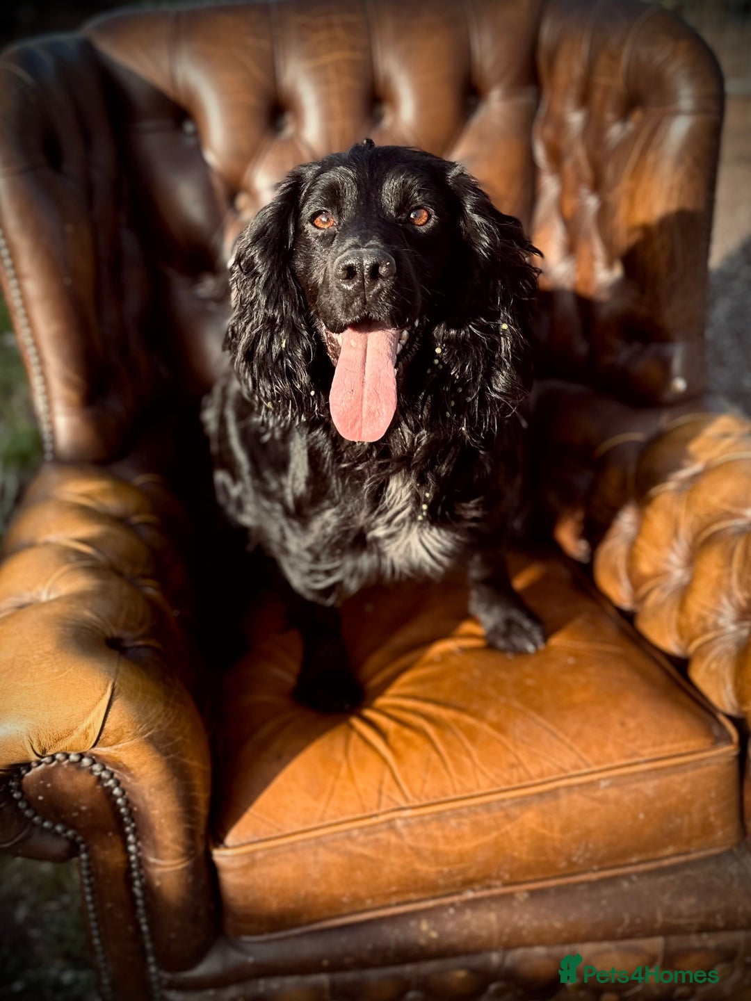 Cocker Spaniel dogs for stud: Blackmeadow Chancer FOR STUD (FTCH x FTCH) - Image 2