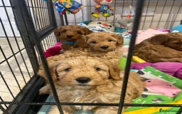 Maltipoo dogs for sale: 💖BEAUTIFUL LICENSED-BRED MALTIPOOS 💖 - Image 28