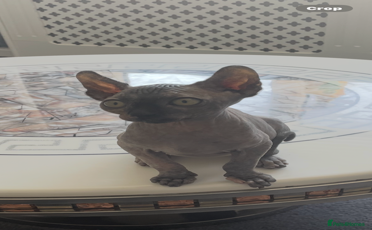 Sphynx cats - Advert 2