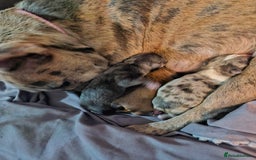 Mixed Breed dogs for sale: Frenchies looking for their forever sofa - Image 11