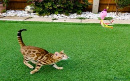 Bengal cats for sale: Beautiful Active Bengal Queen - Imported Line - Image 8