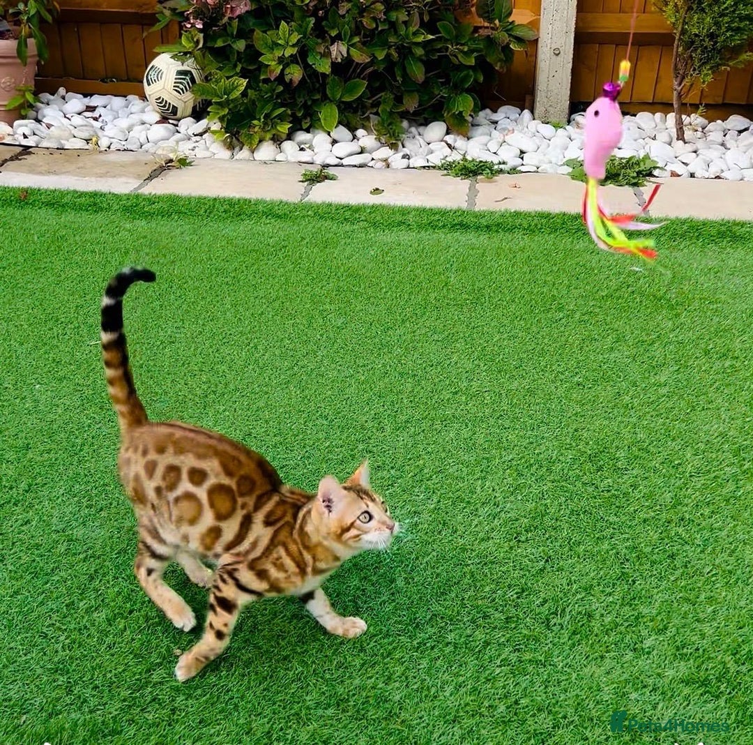 Bengal cats for sale: Beautiful Active Bengal Queen - Imported Line - Image 8