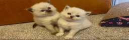 Ragdoll cats for sale: TWO RAGGDOLL-PERSIAN BOYS - Advert 16
