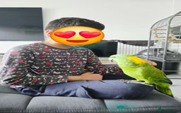 Parrots birds for sale: Yellow Naped Amazon  - Image 7