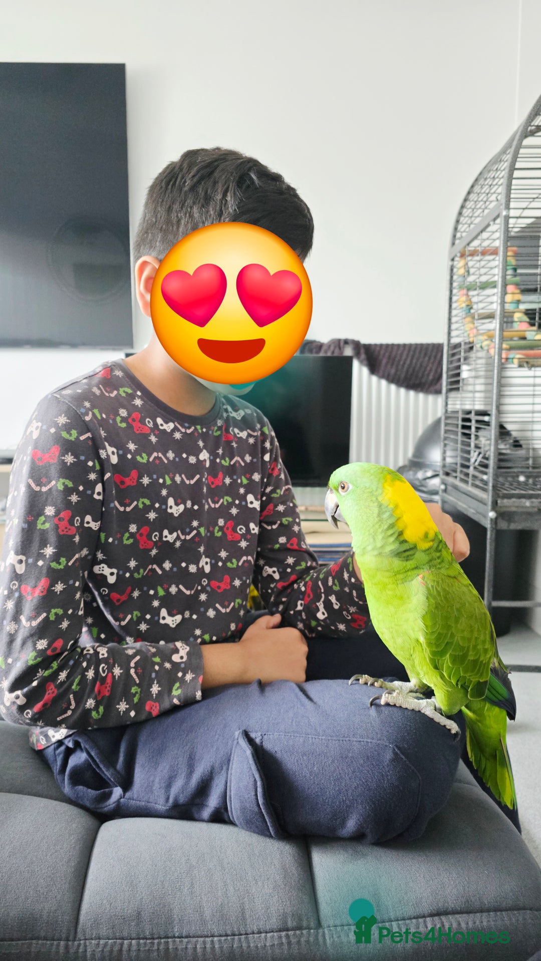 Parrots birds for sale: Yellow Naped Amazon  - Image 7