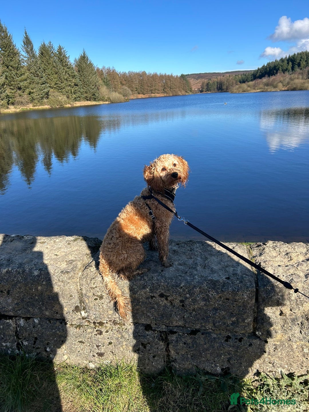 Cockapoo dogs for sale: Cockapoo for sale - Advert 5