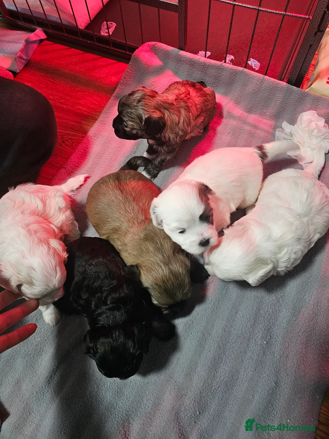 Bichon Frise dogs for sale: Bichon puppies in Luton - Advert 14